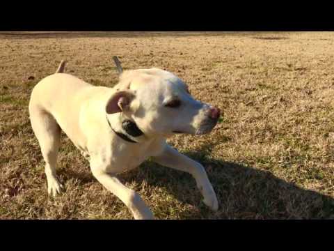 2-year-old-lab/pit-bull,-zeus!-dog-aggression-training-in-northern-virginia-|-off-leash-k9