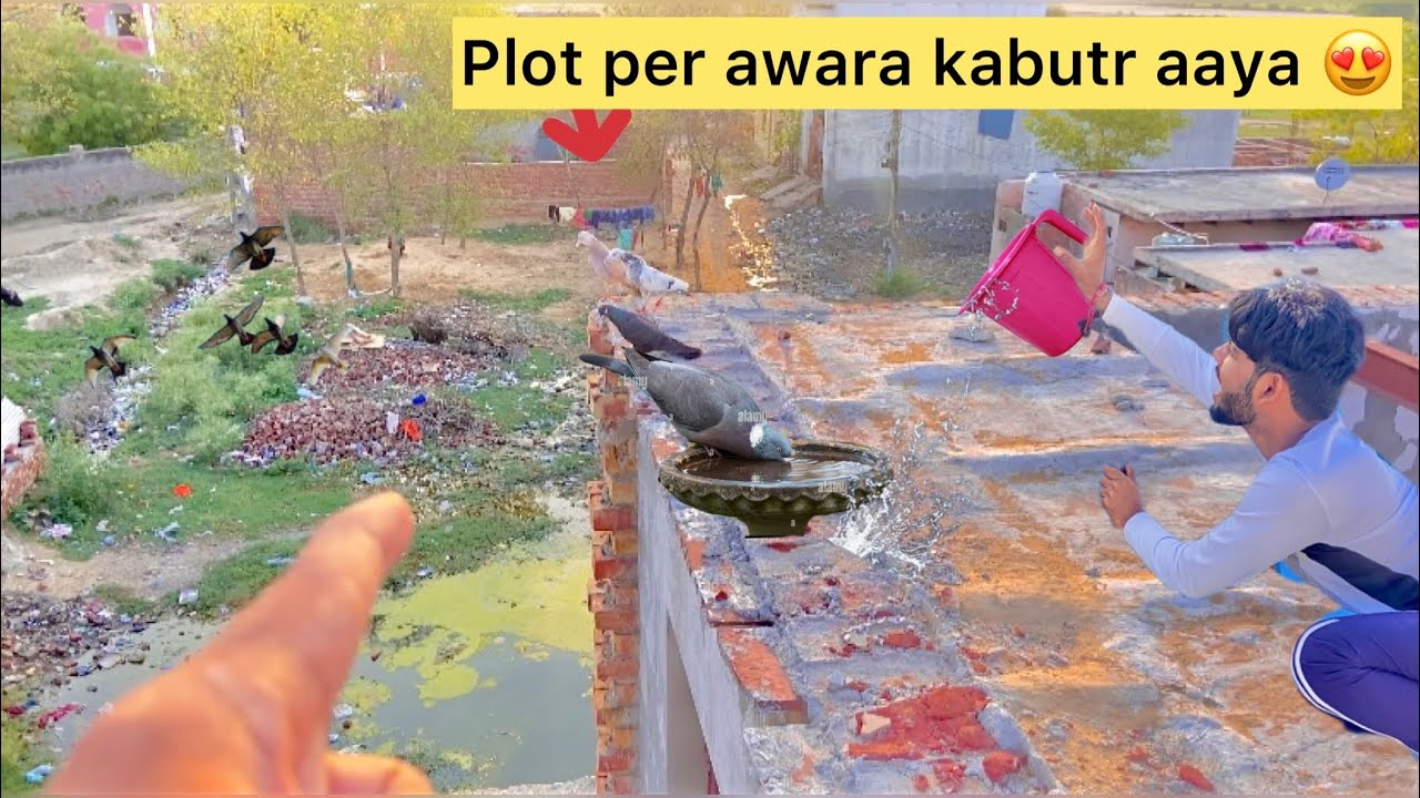 Naya kabutar aaya 🥰 ( New pigeon came on plot 🕊️) mushkil hai pakdna