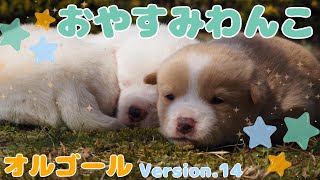 【癒し・リラックス系BGM】30秒おきに切り替わる子犬の写真を楽しみながらリラックスできるオルゴールBGMを聴くことができます。
