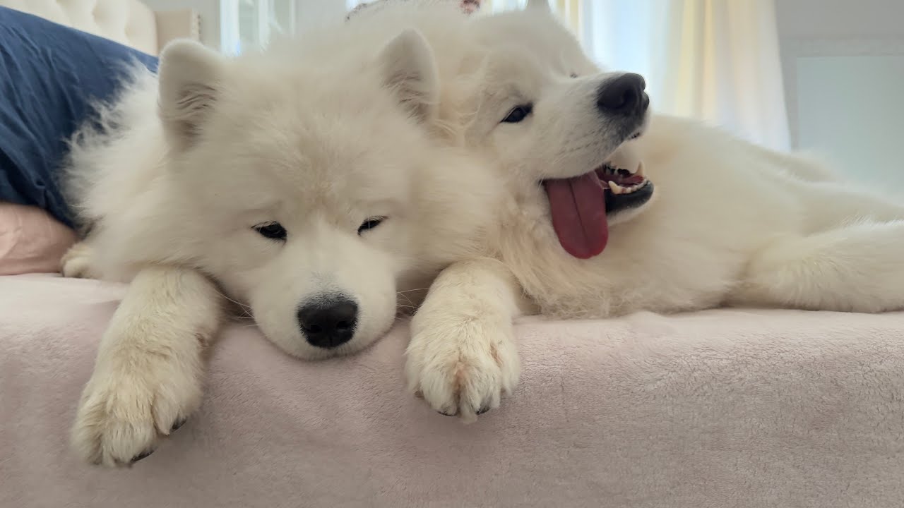 Dogs Are Boiled Alive | The Truth About Yulin Dog Meat Festival + Protest Invitation