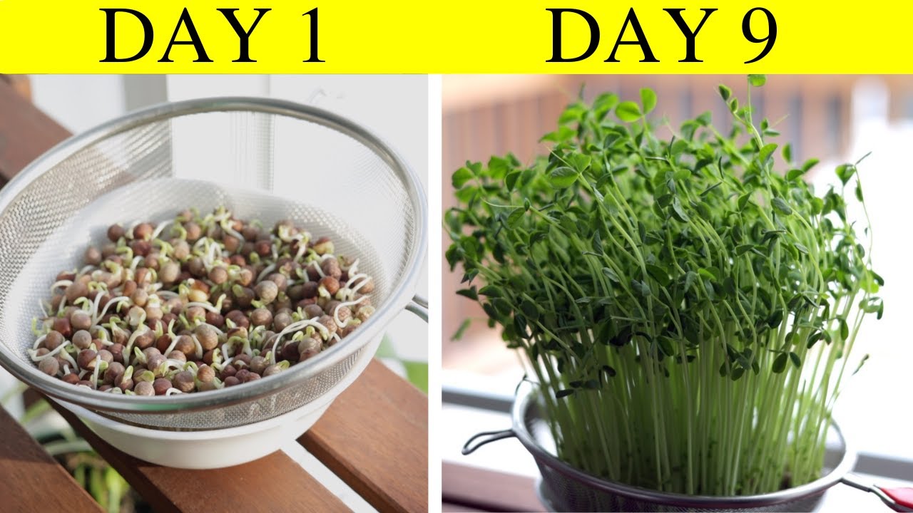 How to grow pea shoots microgreens without soil Step by Step Guide