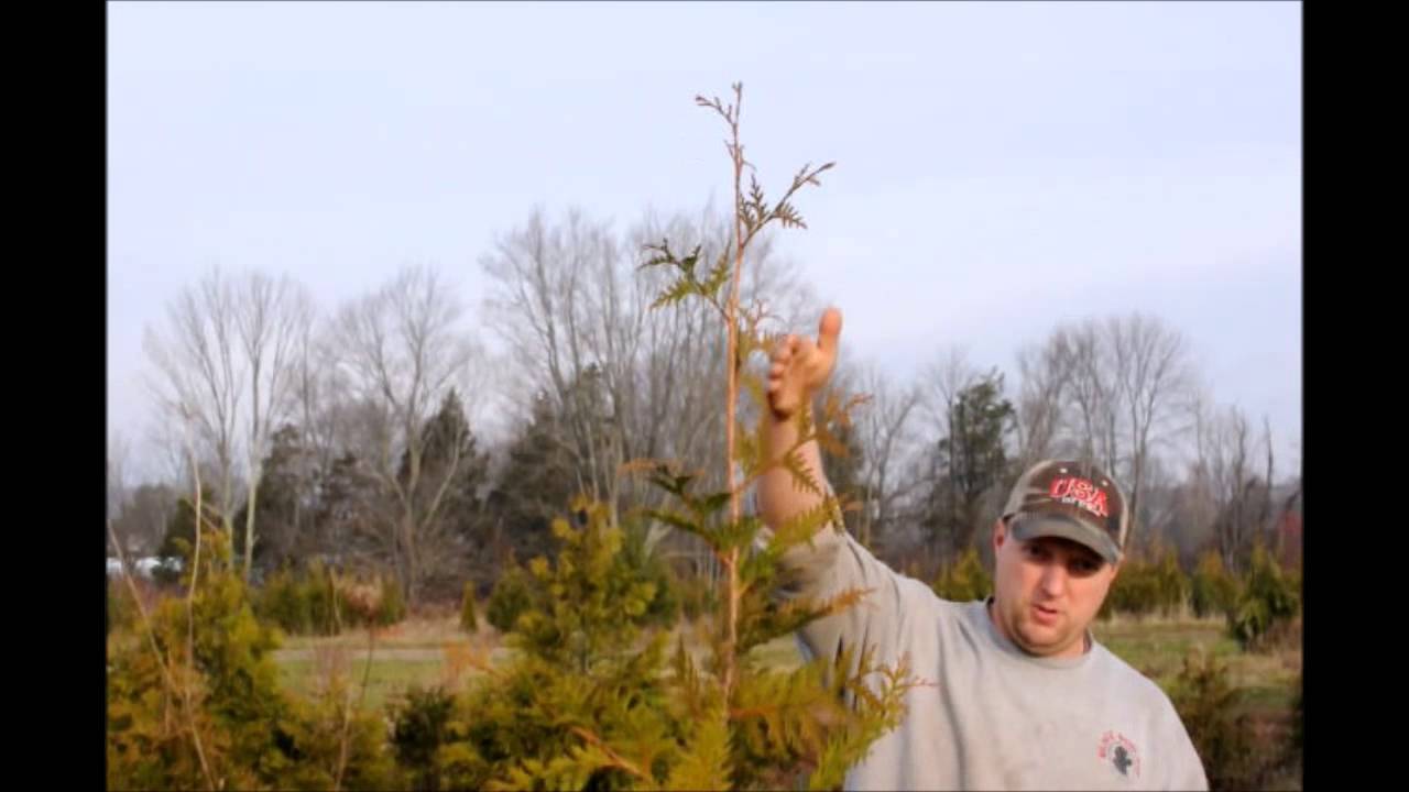 Trimming Arborvitae Demonstration The Green Giant Arborvitae YouTube