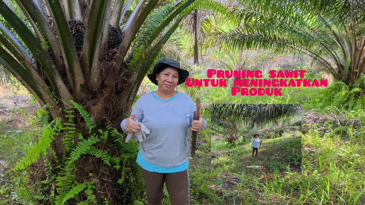 Aktiviti pruning sawit untuk menambahkan hasil buah sawit