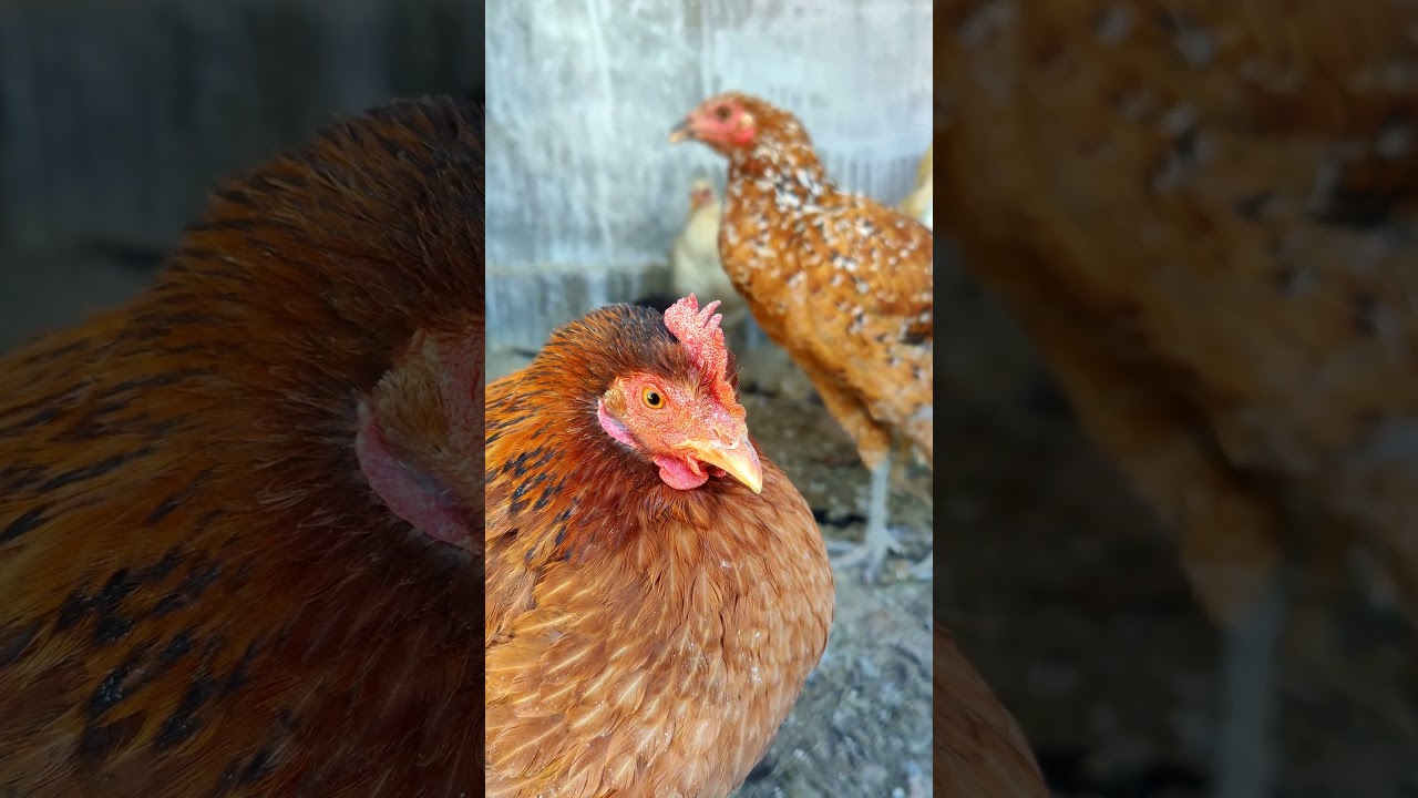 "Adorable Hen Haven 🐔🌿 | Cozy Cage Life with Cute Chickens! 