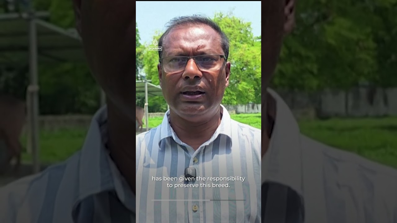 سيتم تجنيب الجاموس الذي يحمل اسم "دونالد ترامب" في بنغلاديش التضحية