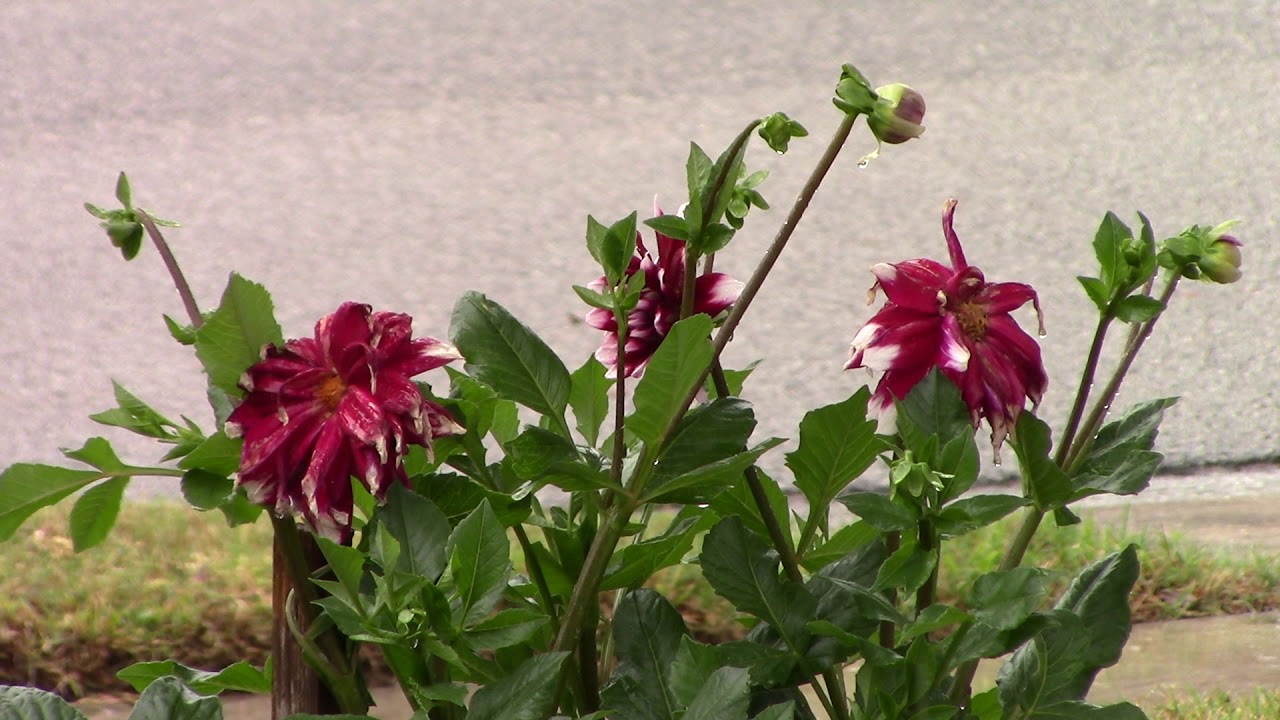 Dahlia Flowers MVI 2926 - Garden Q - YouTube