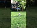#bunny #flecki #happy #free in the garden #cute #tavşan