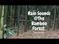 Rain Sounds at the Bamboo Forest for Sleeping, Relaxing, Studying, for Insomnia