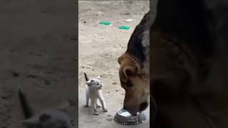 Kitten Angry,Dog Eaten His Food,