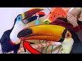 Homemade Toucan Toys Video Goes HORRIBLY Off Script!