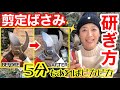 【剪定ばさみの研ぎ方✂️】研ぎ石は使いません‼️100円以下の◯◯で数分でピカピカ✨/初心者さん🔰でも圧倒的な切れ味に/ サビ止めは仕上げが大切☝️【岡恒】【ガーデニング】
