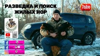 Охота с ягдтерьером, разведка и поиск жилых нор. Fox Hunt with Jagdterrier