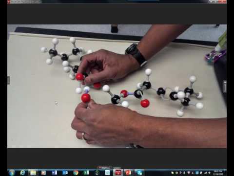 Lipids: Ester linkage