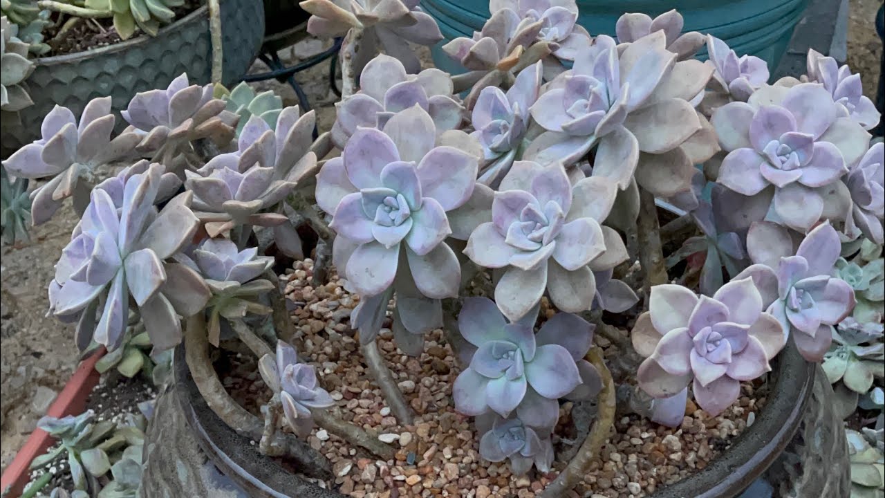 Growing SUCCULENTS under FULL WEATHER in Manvel, Texas (0424). FB Star Succulents Garden