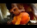 Sad baby monkey eating, What is the weaning mechanism? / 悲しい食べる姿の赤ちゃん猿、離乳のメカニズムとは？ monpai monyet