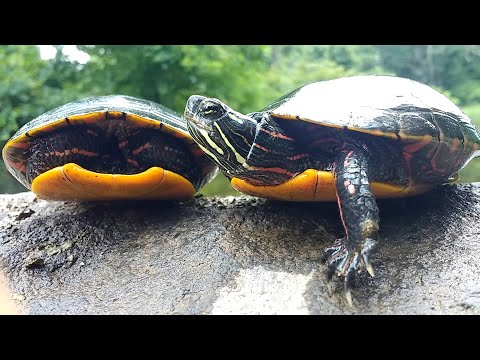 Video: Painted Turtle - Chrysemys Picta Reptile Breed Hypoallergenic, Health And Life Span