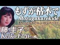 もずが枯木で  Mozugakarekide   藤 圭子  Keiko Fuji