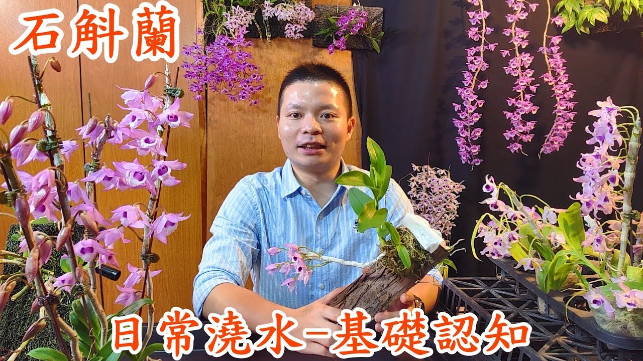 【石斛蘭】日常澆水 - Part 6