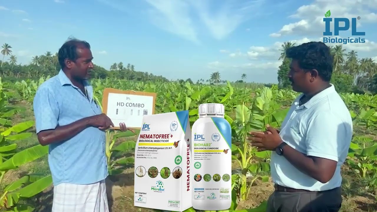 Banana farmers must watch this.😱 