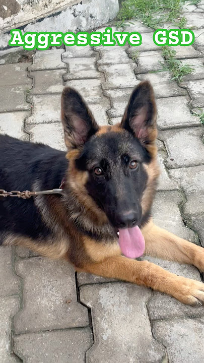 Jerman sepherd 5 month old puppy #jermanshepard #germanshepheard