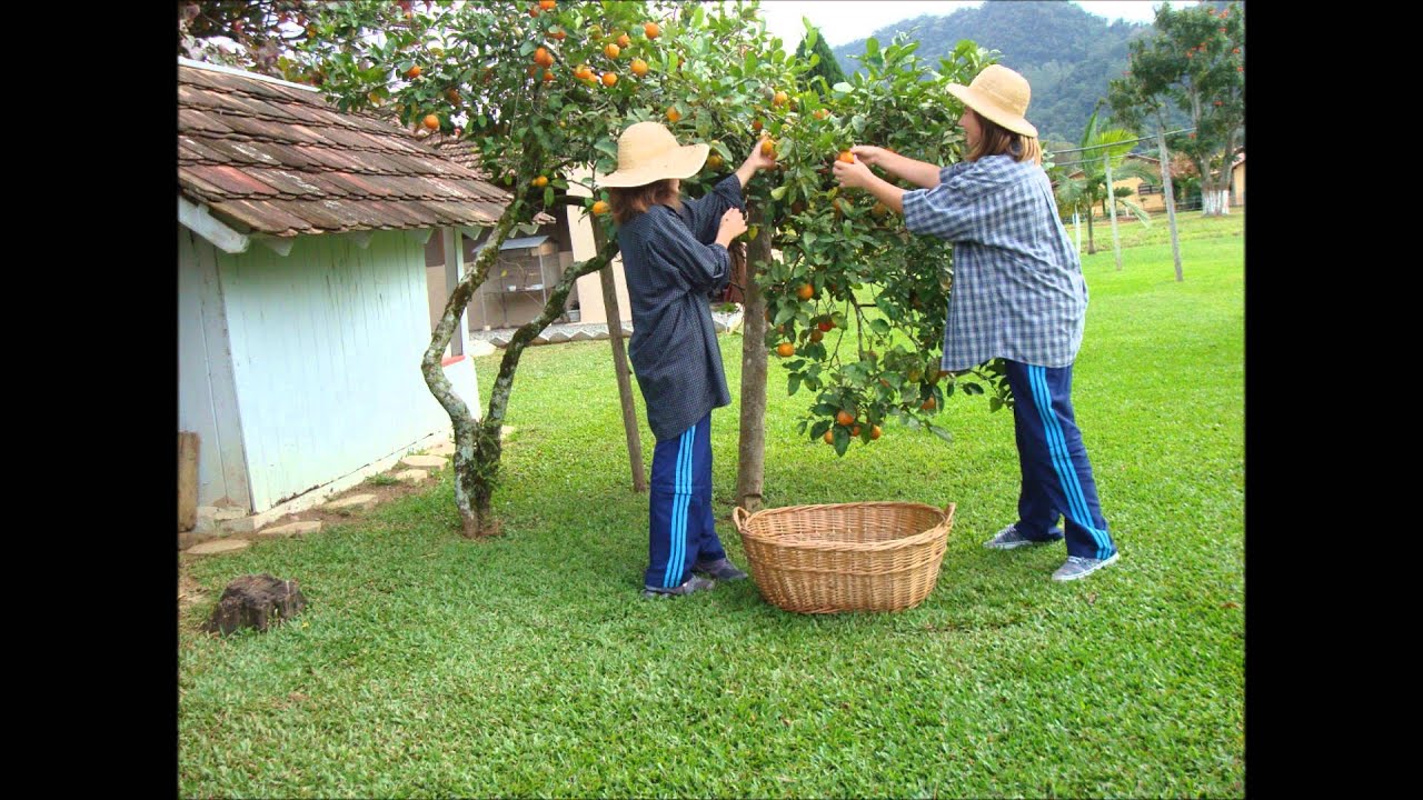 Dom E Ravel Obrigado Ao Homem Do Campo
