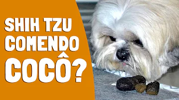 Como Evitar do Shih-tzu comer fezes?