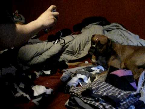 Silly string attacks dog!!!...FUNNY!!