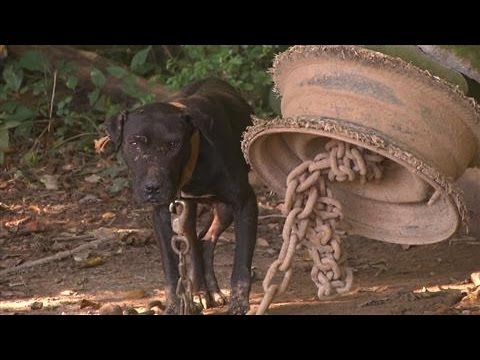 Video: Câștigătorii premiu de lux Doggie Pools Face o splash imens la adăpost pentru câini