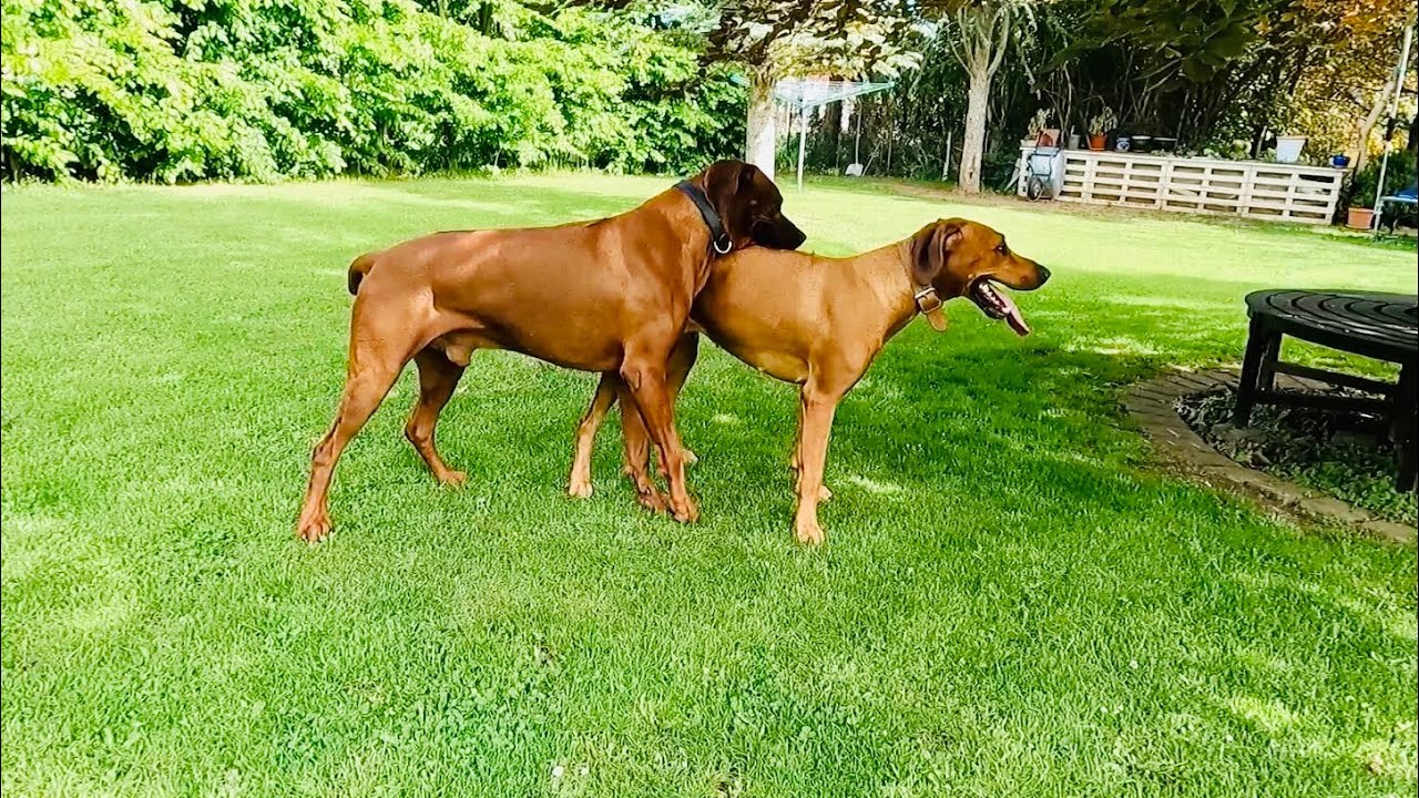 Брачные игры Риджбека