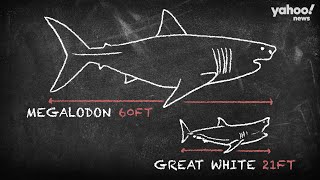Does the Megalodon still exist? | Conspiracies Unpacked | Yahoo Australia