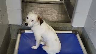 acs A685819