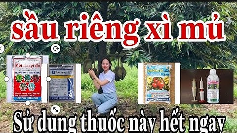Sầu Riêng bị xì mủ thì sử dụng thuốc gì, nguyên nhân do đâu?