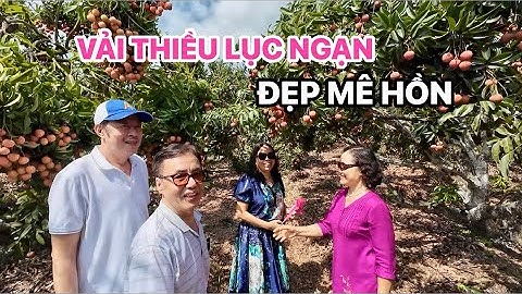 VẢI THIỀU LỤC NGẠN ĂN NGON VÀ ĐẸP MÊ HỒN