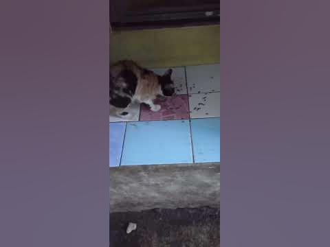 kucing 3 warn - YouTube
