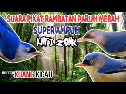 Suara Pikat Rambatan Paruh Merah (ANTI ZONK)