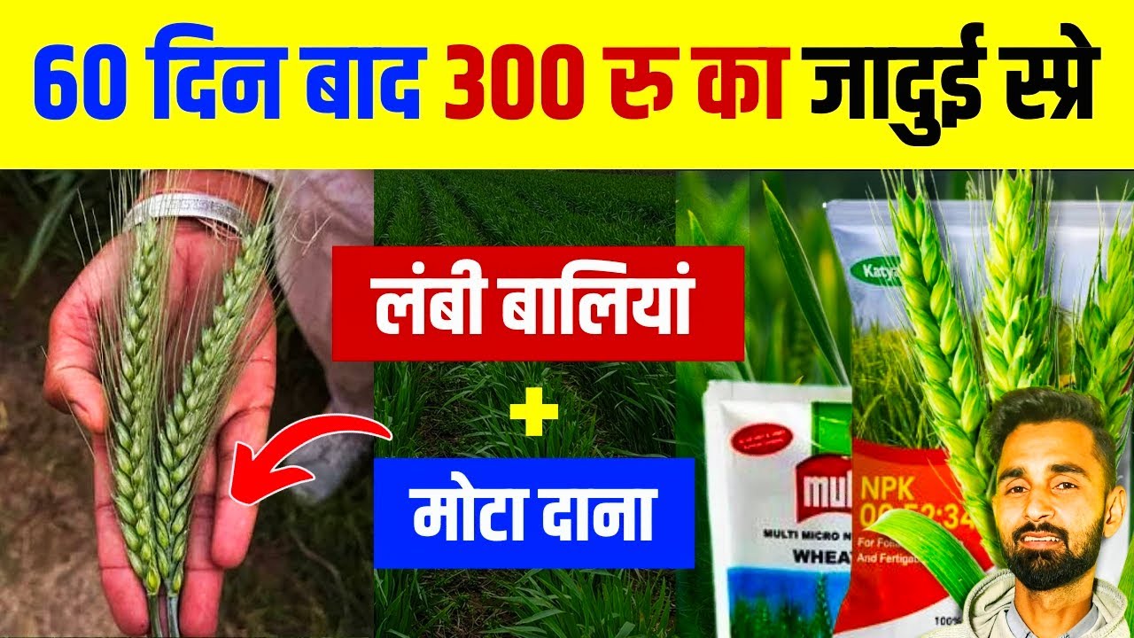 60 दिन पर बस ये खाद डाल दो… गेहूं की पैदावार खुद बोलने लगेगी!