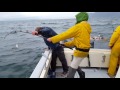 Halibut fishing in Alaska