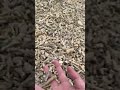 沖縄のサンゴと海