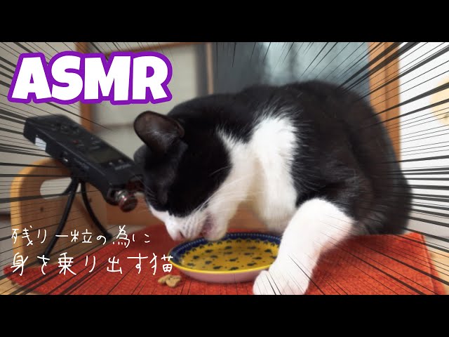 🍙ASMR｜カリカリを最後の一粒まで食べる猫【咀嚼音】#247