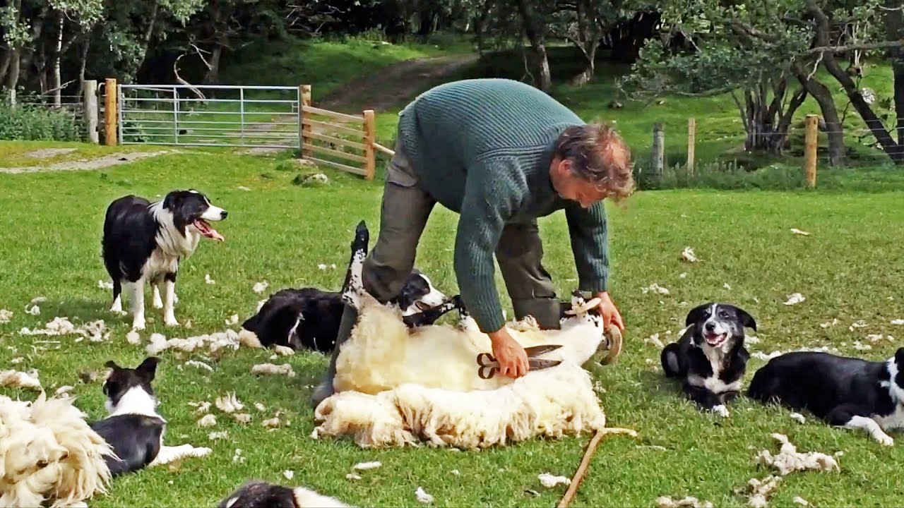 Scotland Part 10 Sheep Herding, Sheep Shearing and St. Andrews YouTube