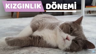 MY CAT IS IN HERITAGE (Sleep is Haram Version 2 Luna)