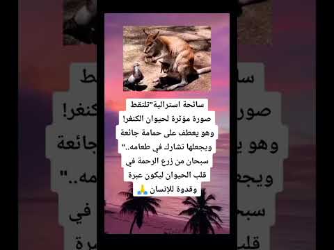 هل تعلم ان سائحة استرالية تلتقط صورة مؤثرة لحيوان الكنغر وهو يعطف على حمامة جائعة 