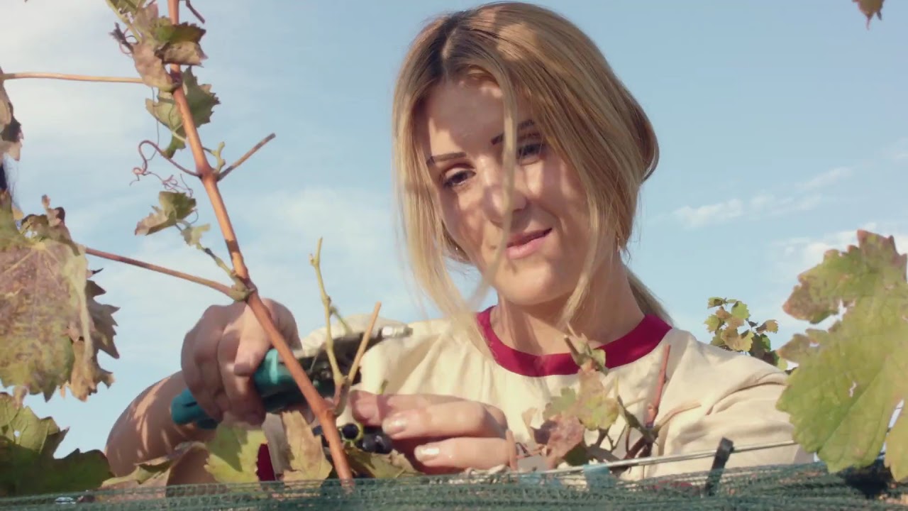 Van Ardi Wines - From Grape to Glass