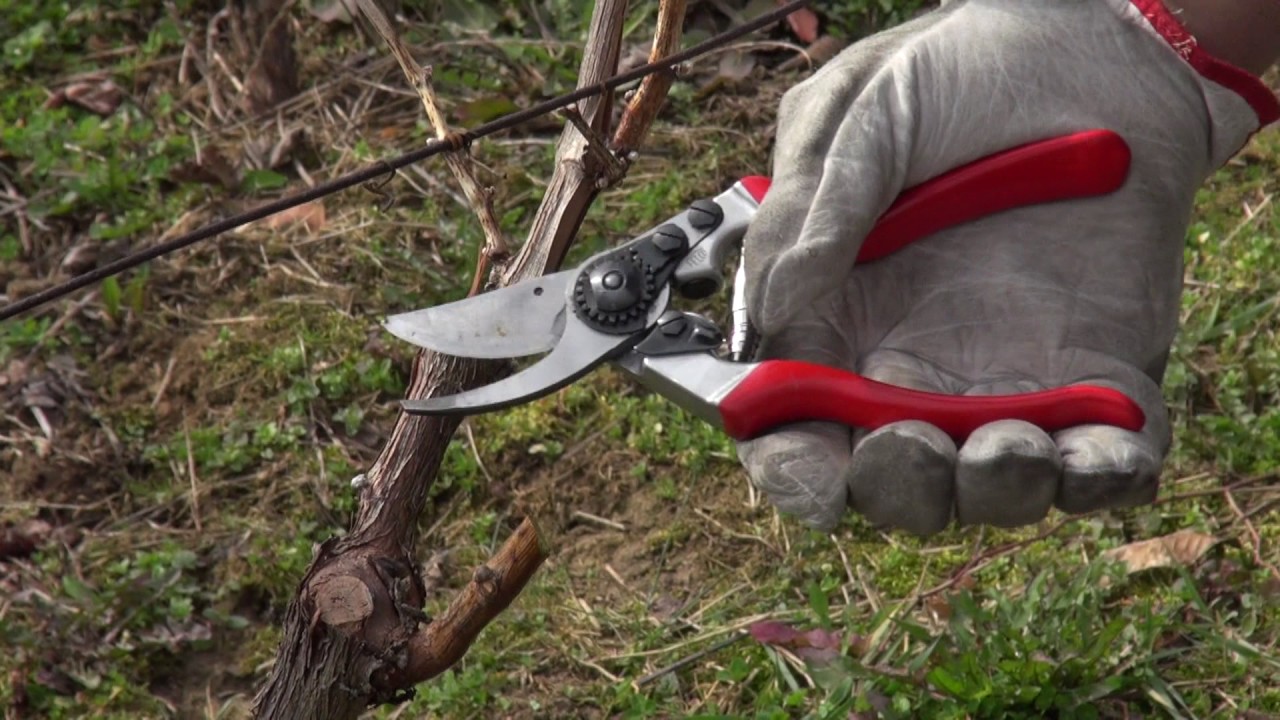 Zlatno klasje: Zimska škola rezidbe vinove loze