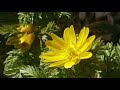 Amur Adonis Plant Profile