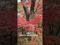 선운산 단풍 [2023.11.04 토] 송가인(본명 조은심)장녹수