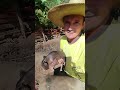 uma raça muito procurada por ser boa de engorda e produzir uma carne muito boa