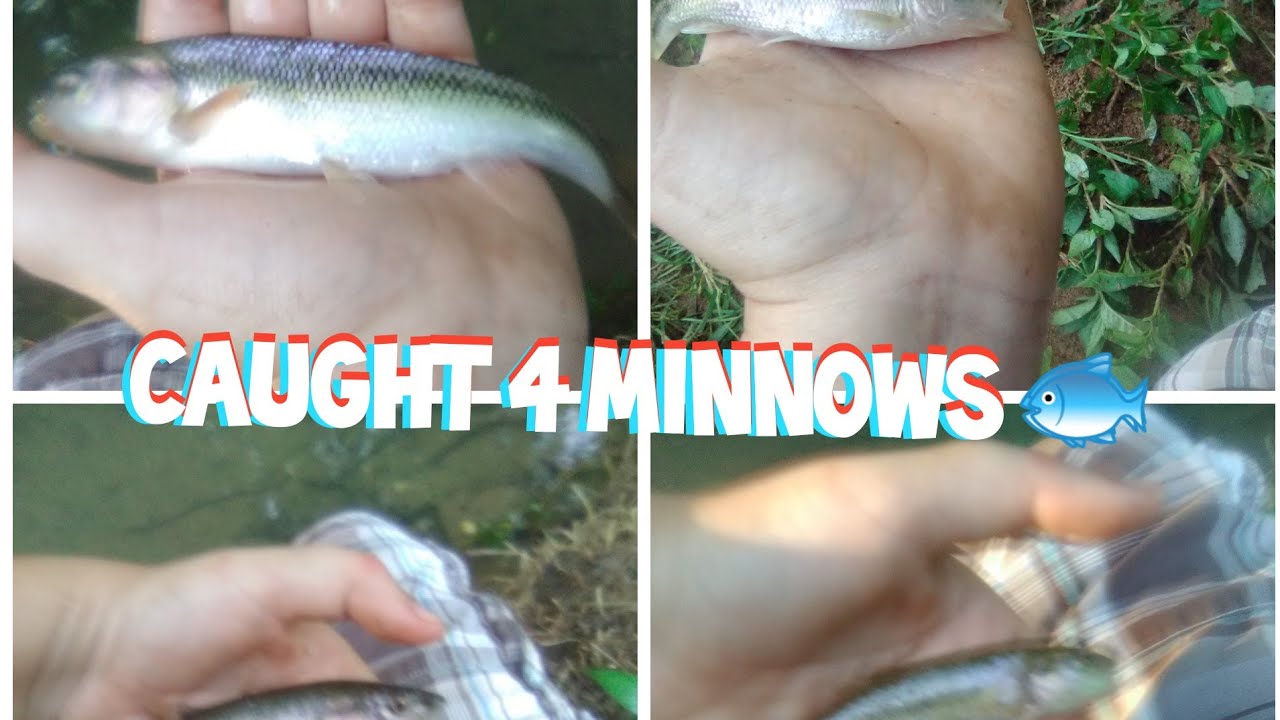 caught 4 minnows 🐟 YouTube