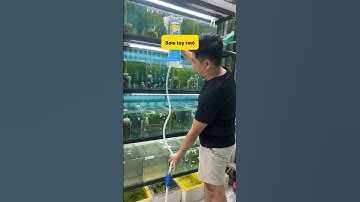 Bơm tay thay nước hồ cá  sử dụng như thế nào? #fyp #guppy #cabaymau #nhacabaymau #ca7mau