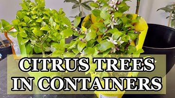 Meyer Lemon Tree Care || EVERYONE can grow LEMONS IN CONTAINERS